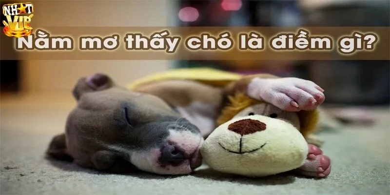 Nằm mơ thấy chó mang tới điềm gì về tương lai