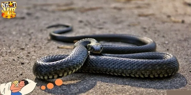 Giải mã và gợi ý nằm mơ thấy rắn