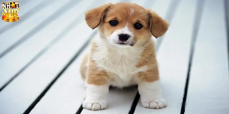 Mơ Thấy Chó Đánh Con Gì Chuẩn, Ứng Với Điềm Lành Hay Dữ?