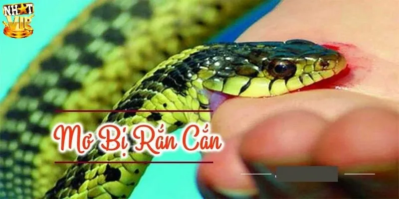 Mơ rắn cắn người khác 