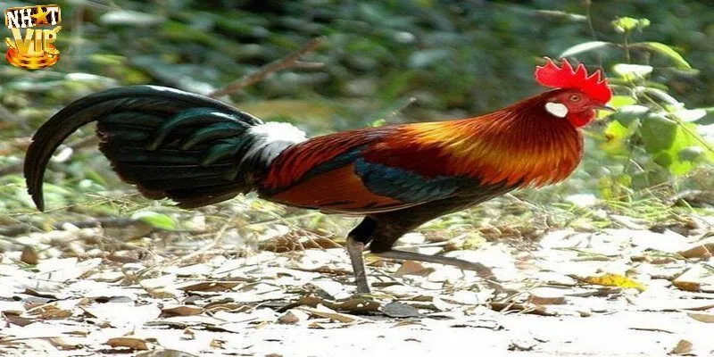 Mơ thấy gà đánh con gì?