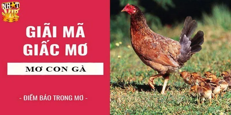 Giải mã ý nghĩa nằm mơ thấy gà chi tiết