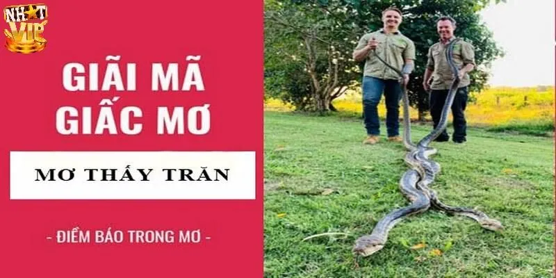 Giải mã ý nghĩa giấc mơ thấy trăn cùng chuyên gia