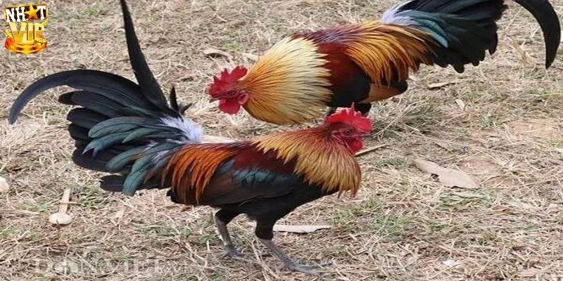 Mơ Thấy Gà Là Điềm Báo Gì Và Nên Đánh Số Nào Để Trúng Lớn?