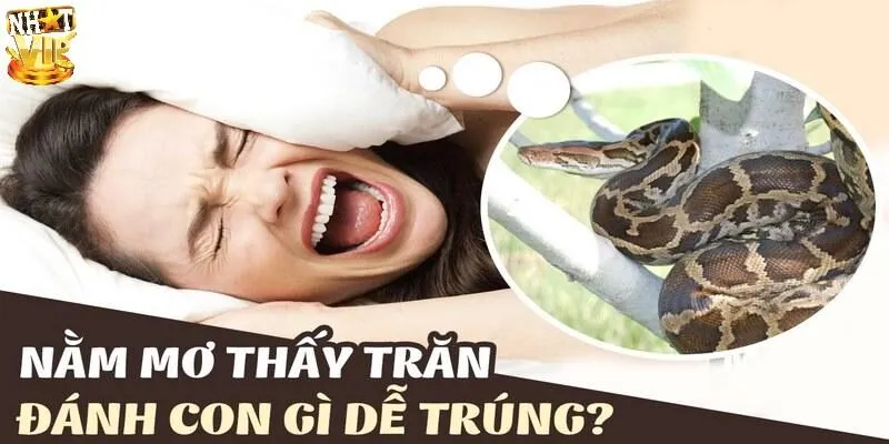 Mơ Thấy Trăn - Giải Mã Điềm Báo Tương Lai Và Con Số May Mắn