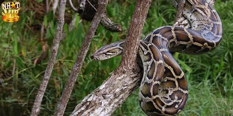 Mộng thấy trăn hôm nay con số may mắn là gì?