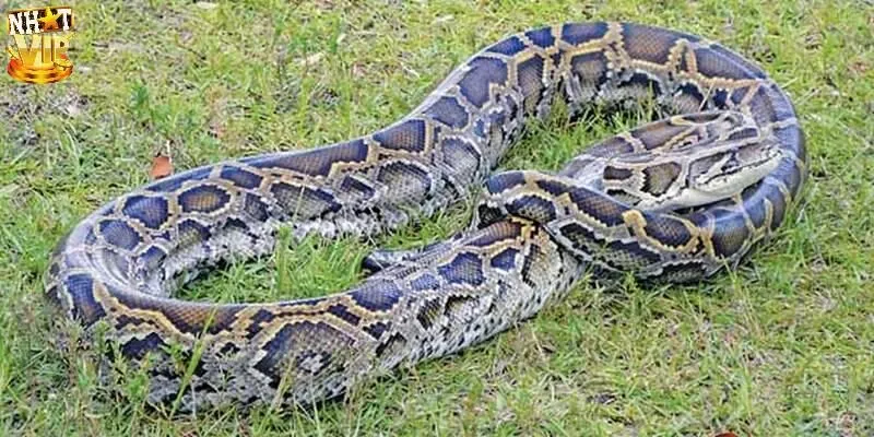 Mộng thấy trăn hai đầu