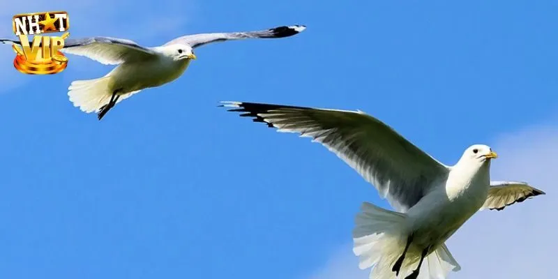 Nằm mơ thấy chim phượng hoàng