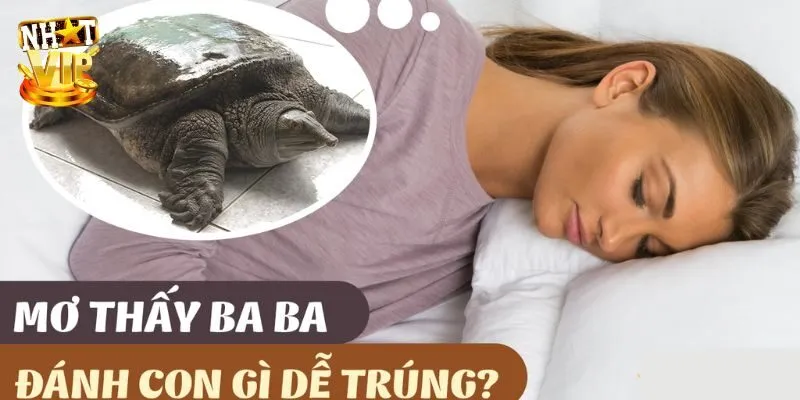 Nằm mơ thấy ba ba đánh con gì ăn thưởng trong lô đề