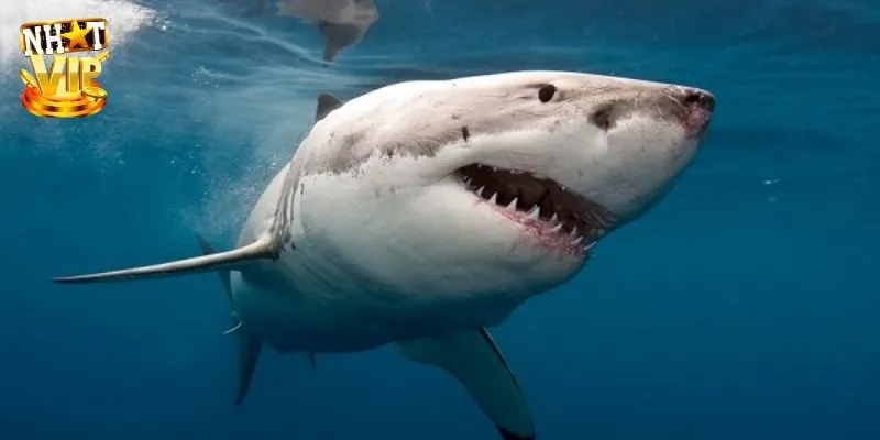 Mơ Thấy Cá Mập - Luận Giải Điềm Báo Cùng Chuyên Gia Nhatvip