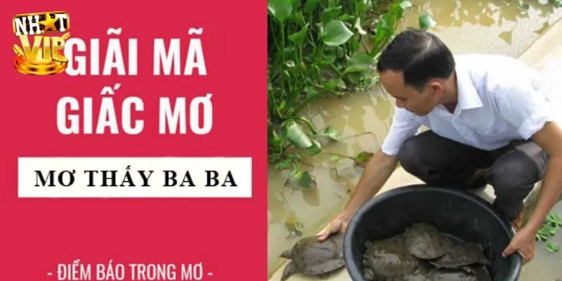 Tổng hợp thông điệp khi nằm mơ thấy ba ba