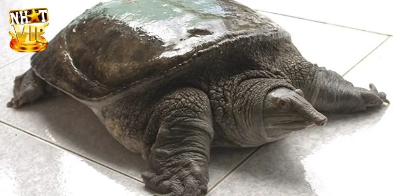 Mơ Thấy Ba Ba Là Điềm Báo Gì? Bắt Con Số Tài Lộc Trong Lô Đề