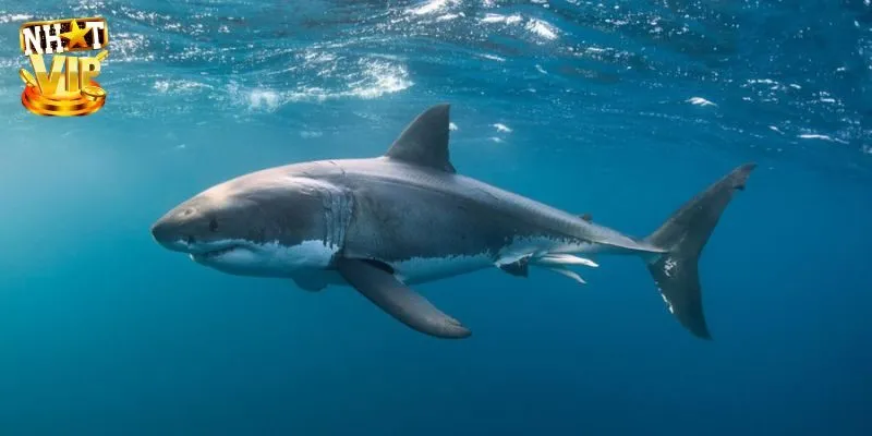 Giấc mơ thấy cá mập đang tấn công nhau