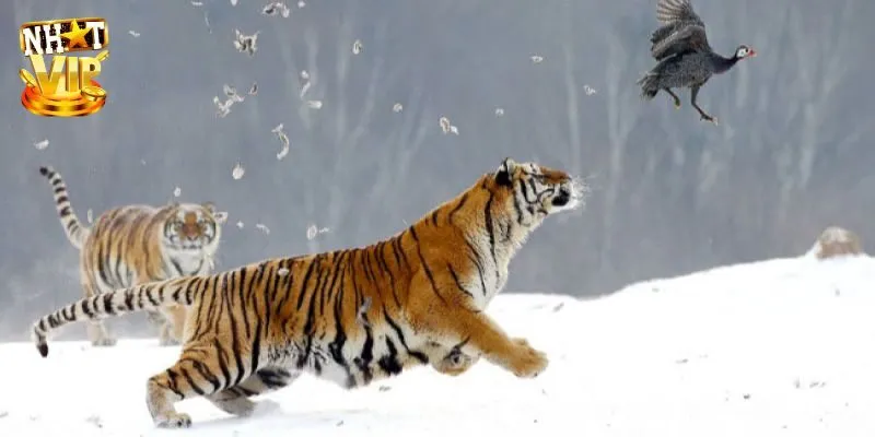 Mơ Thấy Hổ - Khám Phá Ý Nghĩa Và Con Số May Mắn Cùng Nhatvip