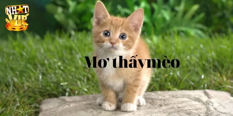 Gặp được một đàn mèo đang tụ tập trong mơ