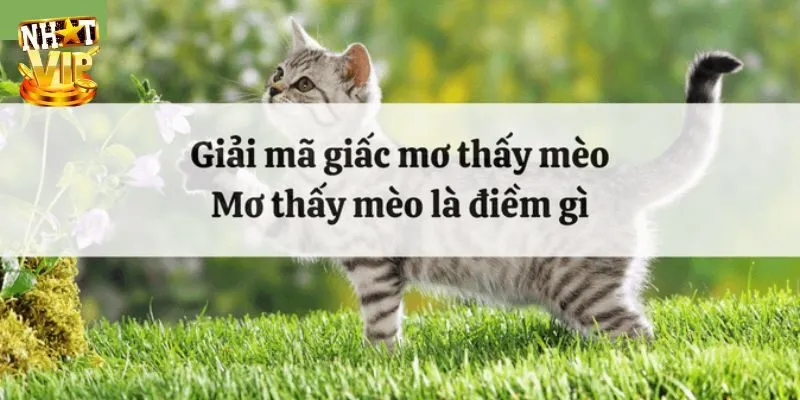 Tìm hiểu ý nghĩa mơ thấy mèo cho thấy điềm gì