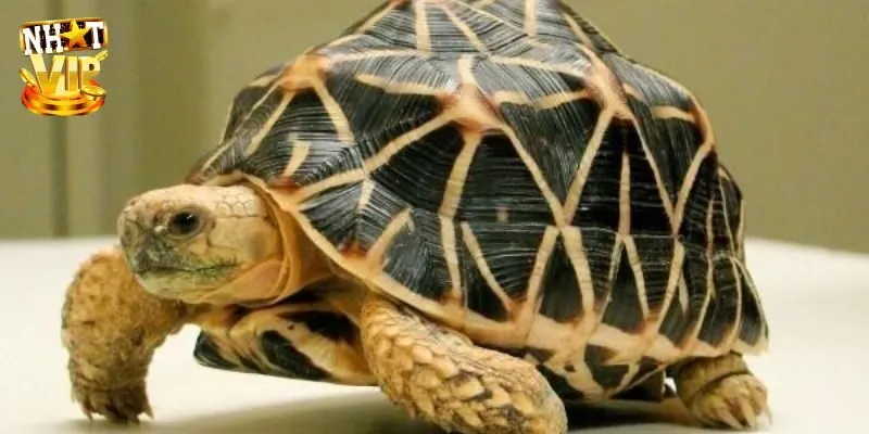 Gặp cảnh thủy ngư đẻ trứng trong mơ