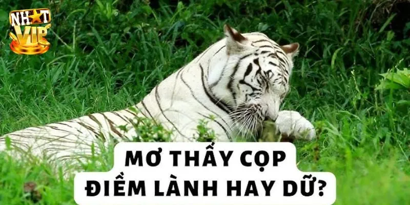 Gặp được hổ trắng