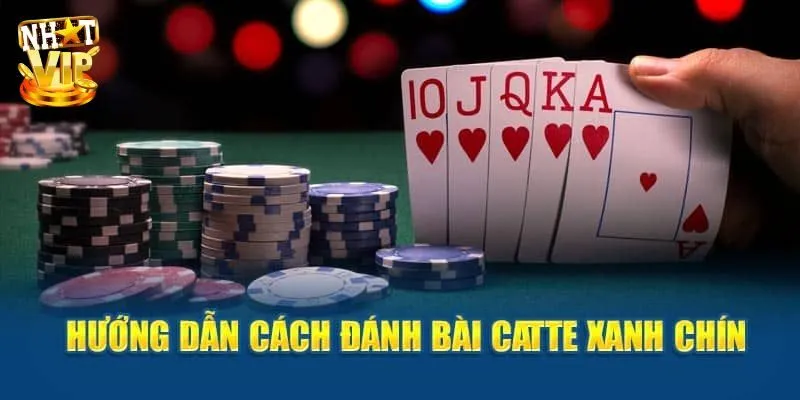 Bài Catte - Bật Mí Cách Chơi Cực Dễ Cho Người Mới Bắt Đầu