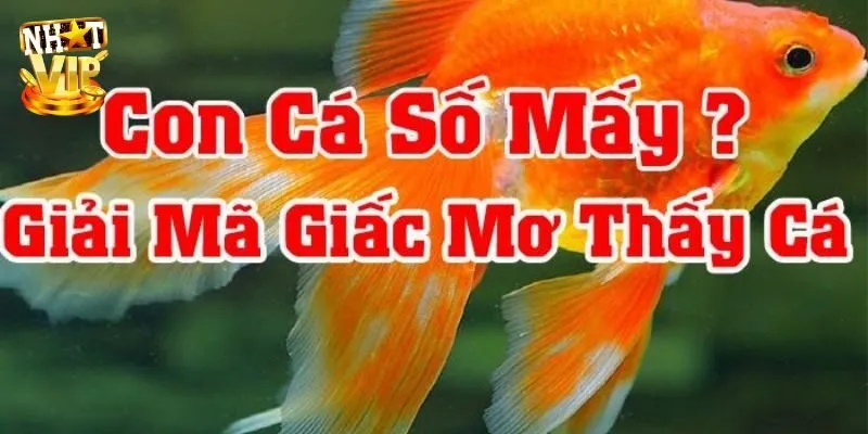 Khi nằm mơ thấy cá đánh con gì cho may mắn?