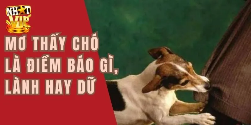 Nhìn thấy 3 con chó cắn nhau trong mơ