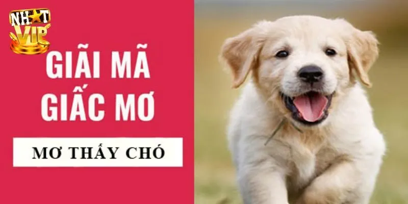Tổng hợp giấc mơ thấy 3 con chó và ý nghĩa được truyền tải