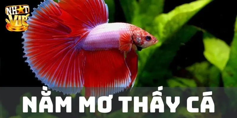 Mơ Thấy Cá - Giải Mã Giấc Mộng Cùng Con Số Lô Đề May Mắn