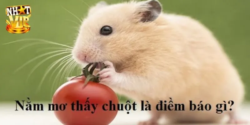 Mơ Thấy Chuột - Giải Mã Giấc Mơ Cùng Con Số Mới Nhất 2024