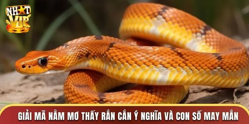 Điều báo tương lai giấc mơ thấy rắn - Lành hay dữ?