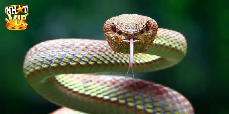 Giải mã con số may mắn ứng với giấc mơ thấy rắn